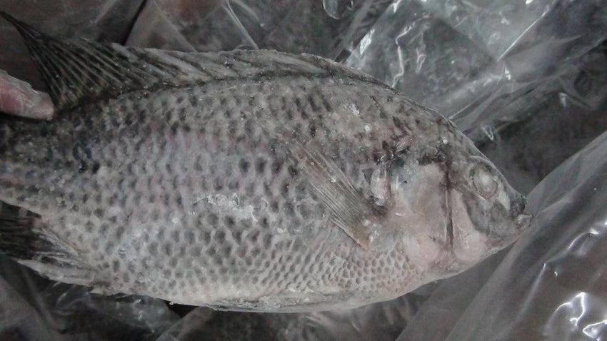 Frozen Tilapia Fish (1 Lb) Cut