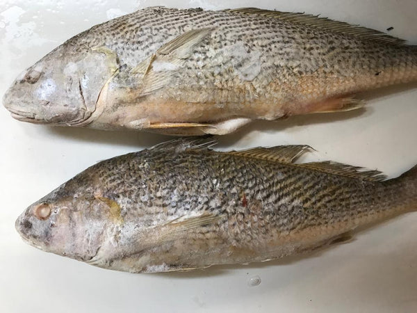 Frozen Croaker Fish (1 Lb) Whole