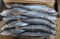 Frozen Mackerel Fish (1 Lb) Whole